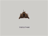 藏品(端褐蠶蛾)的圖片